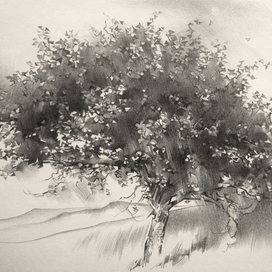 Набросок дерева