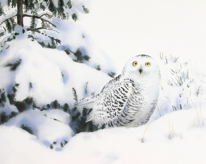 Сова-белянка