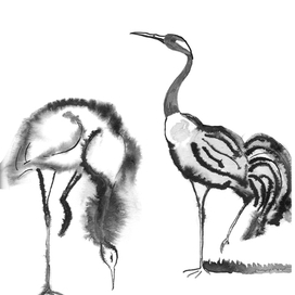 Herons. Цапли