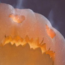 Тыквоголовый