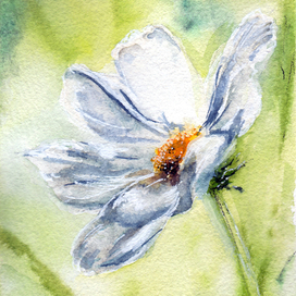 Белый цветок