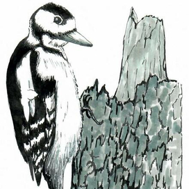 Дятел_маркеры