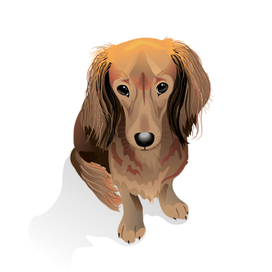 Щенок таксы