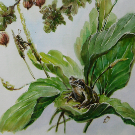 Лягушка и кузнечик