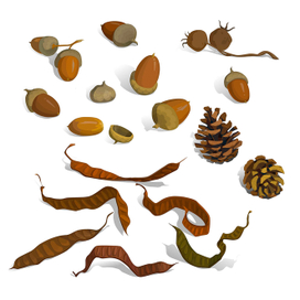 Желуди и шишки