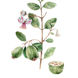 Ботаническая иллюстрация "Фейхоа"