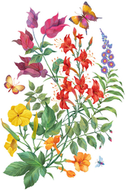 Тропические растения и бабочки