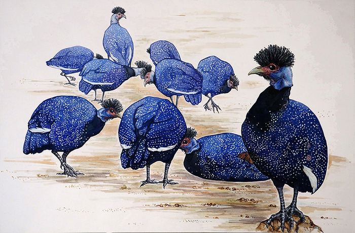 Хохлатые цесарки