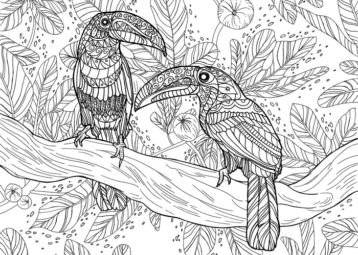 Туканы. Раскраска