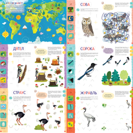 Логика. Птицы