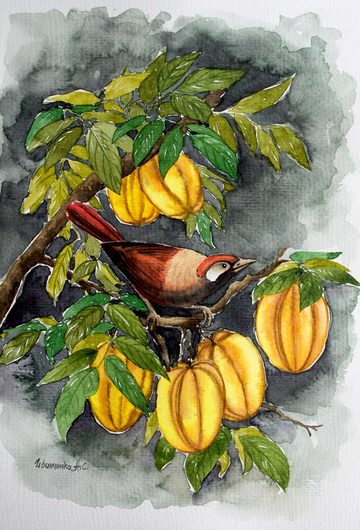Краснохвостая кустарница. Карамбола. Акварель
