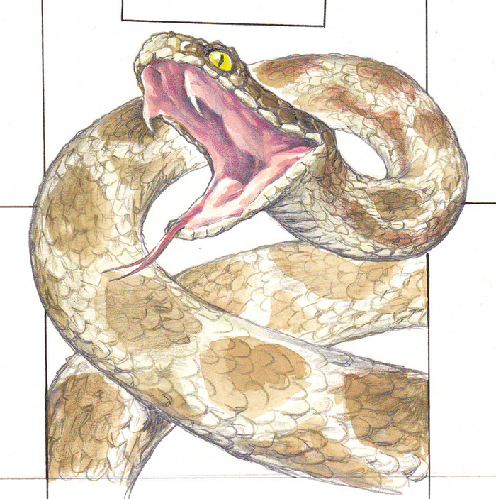 рисунок на обложку