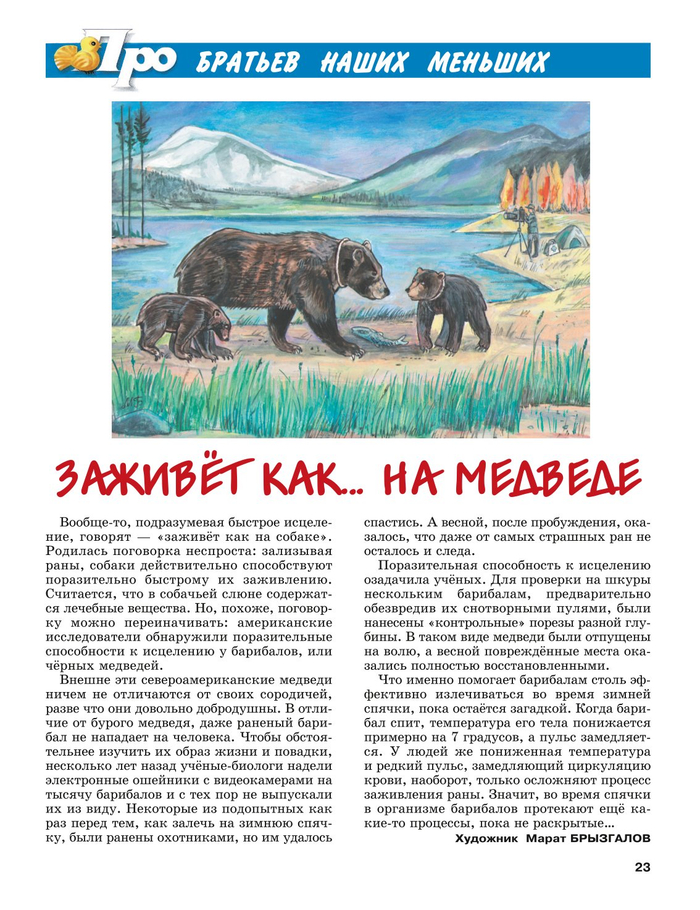 Медведи.Иллюстрация для детского познавательного журнала-"А почему?" Рубрика: "Про братьев наших меньших".Страница журнала.Жанр.Анималистика.