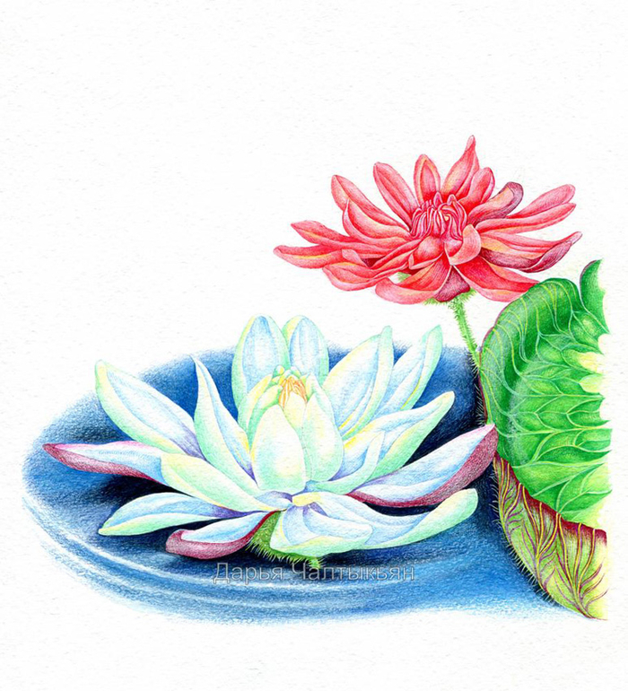 Кувшинка, Цветочные имена