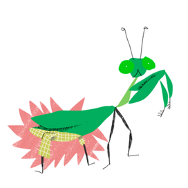 Богомол в клетчатых штанишках