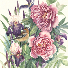 Зяблик залюбовался - пионы и ирисы