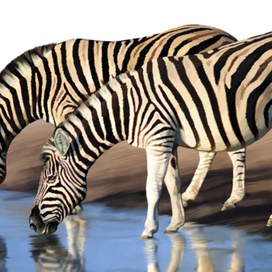 Иллюстрация для книги Брема «Жизнь животных» «Зебры»