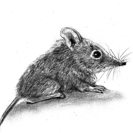 землеройка