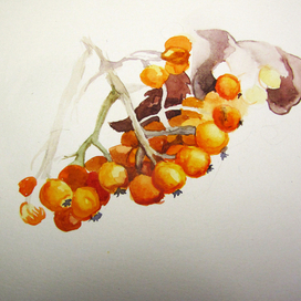 Акварельный марафон "третий четверг ноября". День 1. Рябина