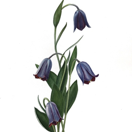 Рябчик кавказский