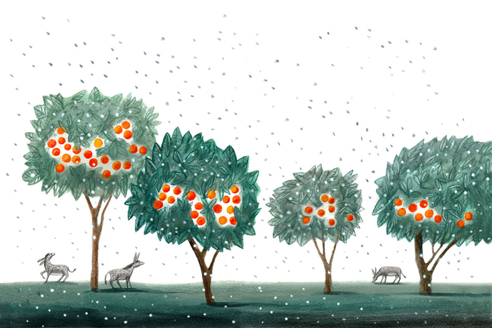 Иллюстрация к сказке Анны Никольской "Человек-Мандарин"