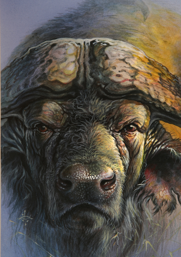 Кафрский буйвол...