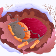 Майский жук и Шмелиная коровлева