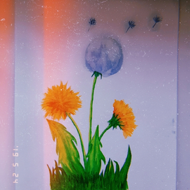 Одуванчики