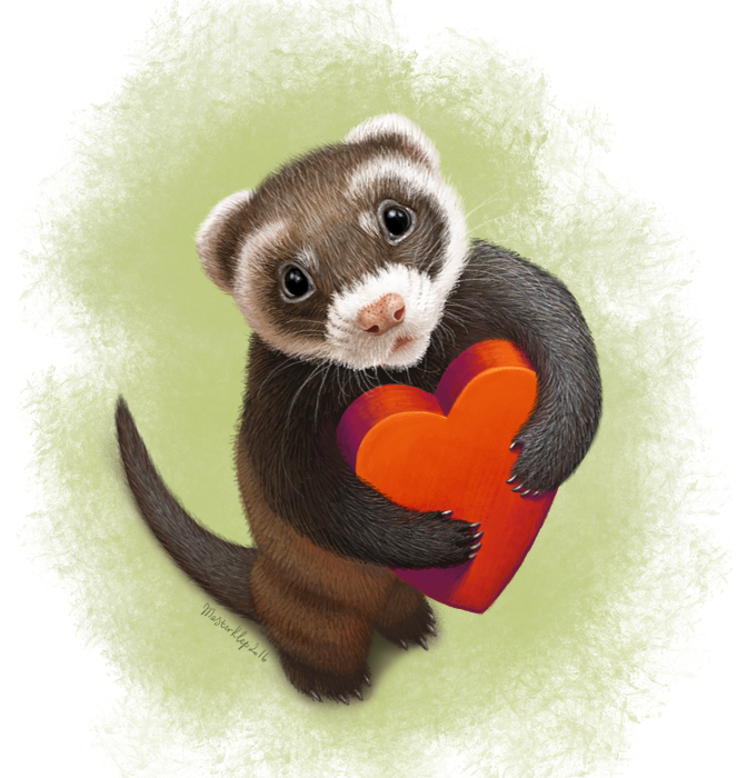 Влюбленный хорек