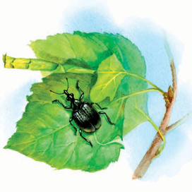 трубковёрт