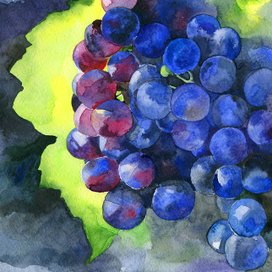 Виноград