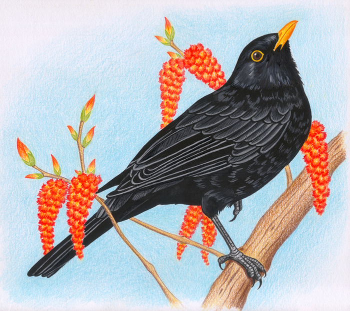 черный дрозд