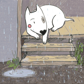 бультерьер и дождь