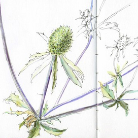 скетч цветка