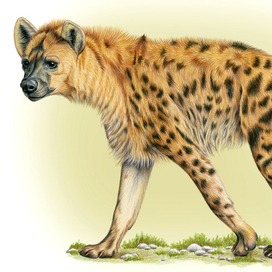 Пятнистая гиена