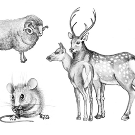 эскиз к буклету