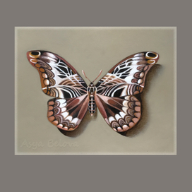 Дактилоцерас Люцина