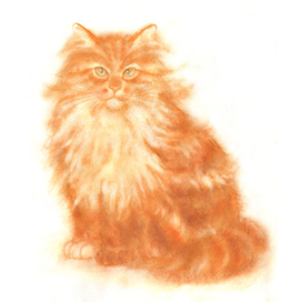 Рыжий лохматый кот