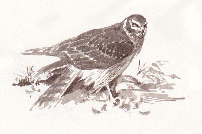 Набросочность