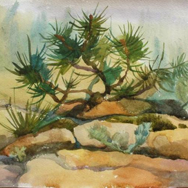 сосна, только маленькая