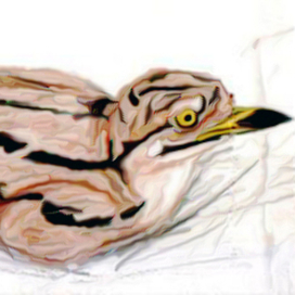 Птенчик авдотки