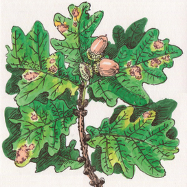 Дубовая ветка