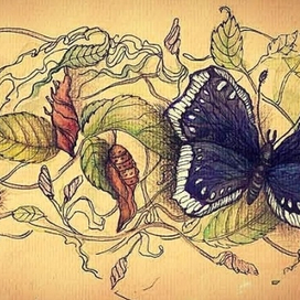 Метаморфозы 