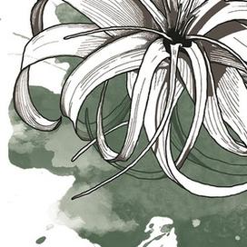 Талландсия