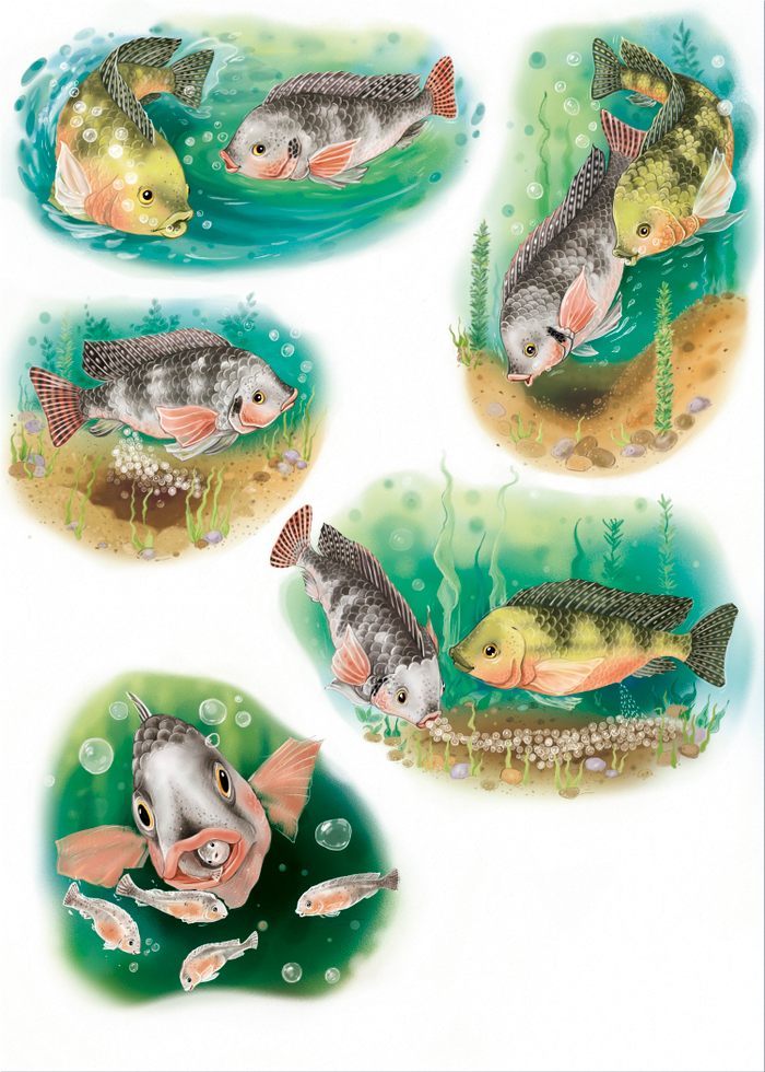 Жизненный цикл