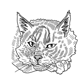 Под наблюдением