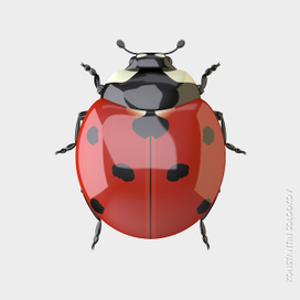 Божья коровка