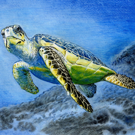 Морская черепаха