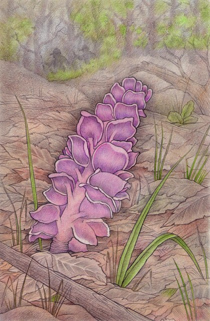 Петров крест