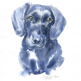 Собака спаниель